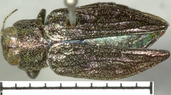 Media type: image;   Entomology 2691 Aspect: habitus dorsal view